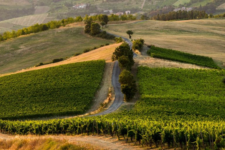 berebene gambero rosso ca tessitori NOTIZIE VINO - GAMBERO ROSSO ca tessitori micca di pane come copertina della rivista gambero rosso sulla sezione cosa dicono di noi dell'azienda ca tessitori