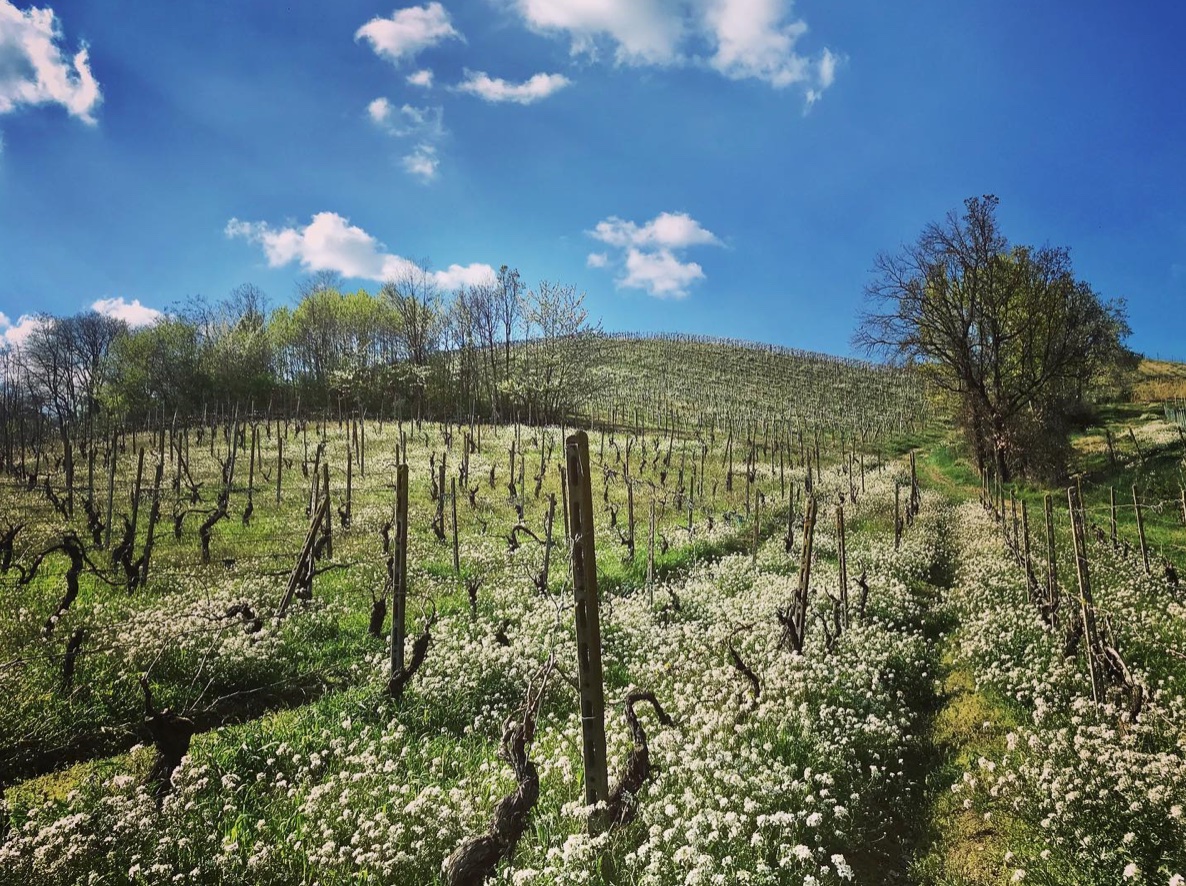 Vecchia Vigna in Cà tessitori