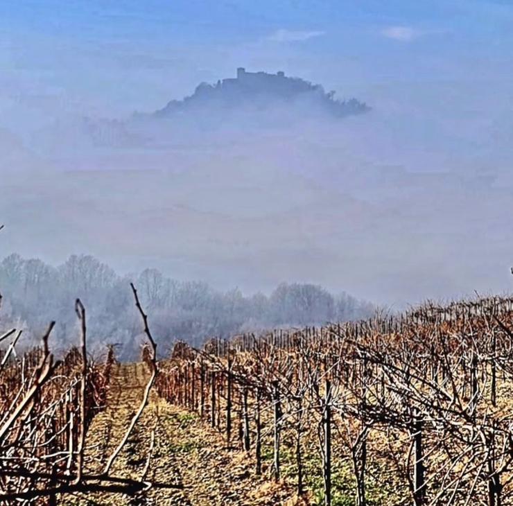 nebbia autunnale sui vigneti storici di ca tessitori